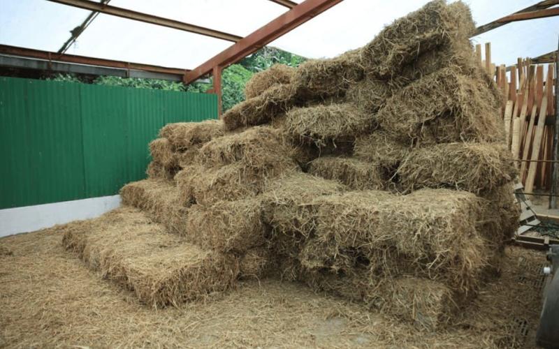 Pastizales base de alimentación del ganado