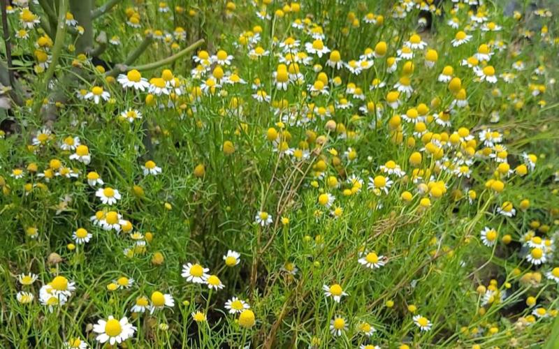 Planta medicinal cuyos frutos adornan la temporada navideña