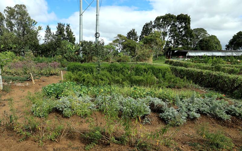 Promovemos la seguridad alimentaria y los huertos de plantas nativas