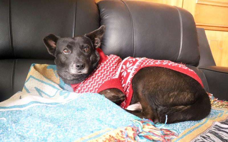 Proteja a sus mascotas en las épocas de frío