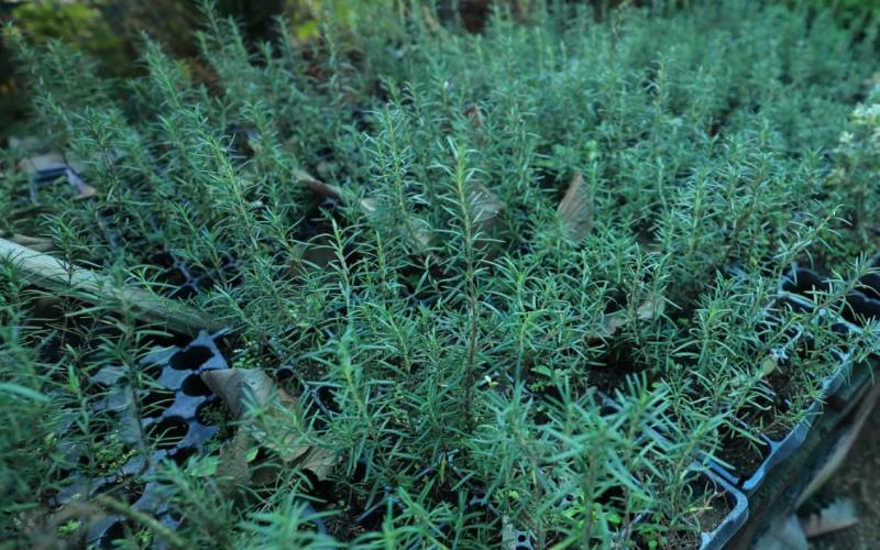 Una planta aromática, gastronómica y medicina 