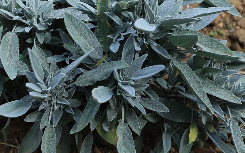 Salvia, la planta utilizada en ceremonias de limpieza energética 