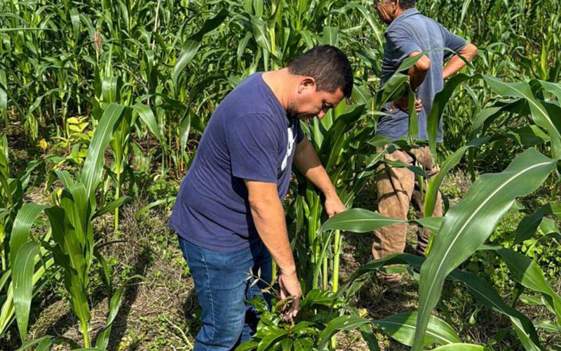 Se brinda asistencia técnica y seguimiento a Sistemas Silvopastoriles en Petén