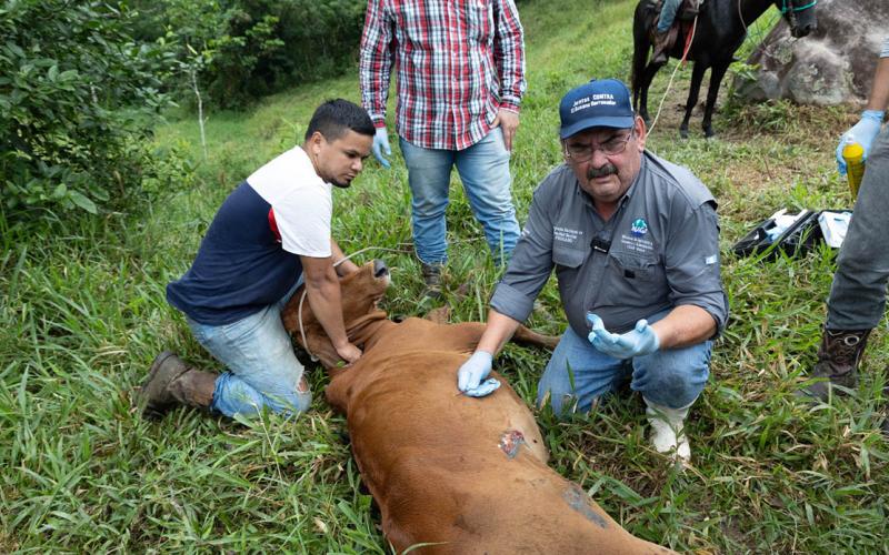 Se han inspeccionado más de 25 mil animales por el Gusano Barrenador del Ganado 