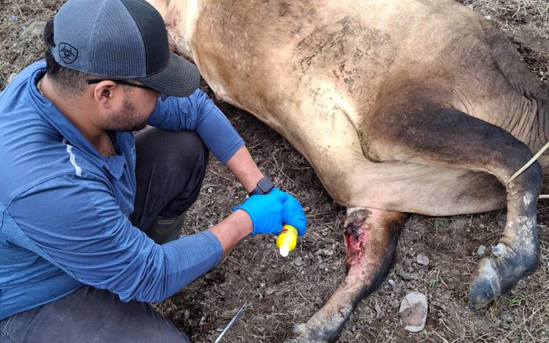 Superan los 27 mil animales inspeccionados por control del Gusano Barrenador del Ganado