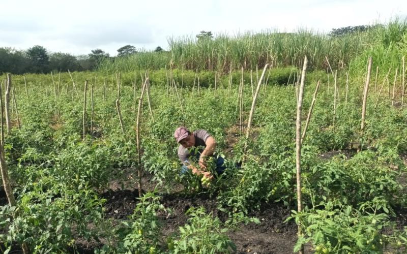 Apoyan con asistencia técnica a productores de tomate en Melchor de Mencos