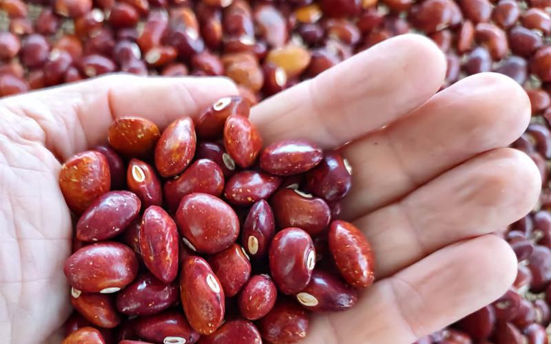 Un frijol de grano grande