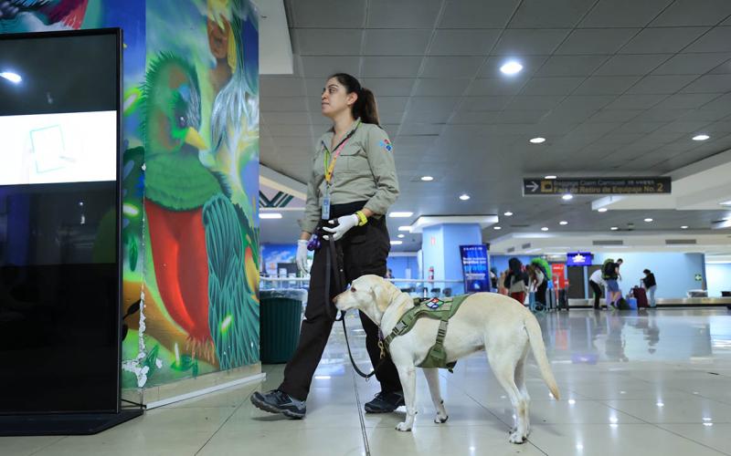 Unidades caninas claves para garantizar la Sanidad Agropecuaria en aeropuerto La Aurora
