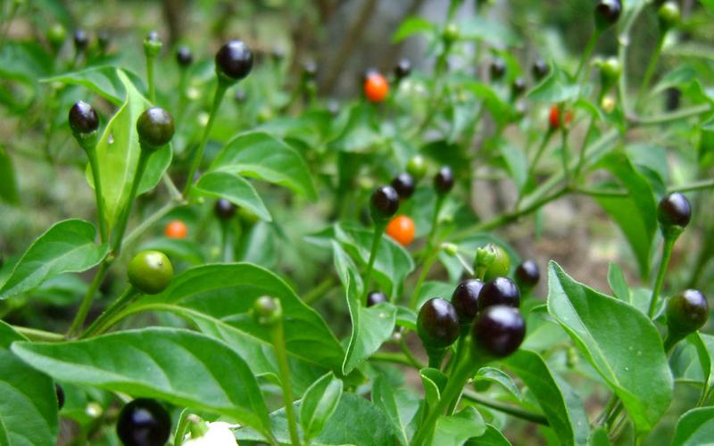 Uno de los picantes preferidos en Guatemala