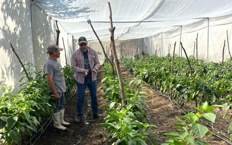 Brindan asistencia técnica acerca del manejo fitosanitario de hortalizas