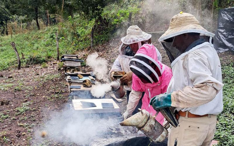 Combaten plagas y mejoran producción de miel en El Chal