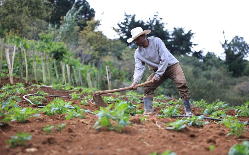Crédito Tob’anik será un impulso para la producción agrícola
