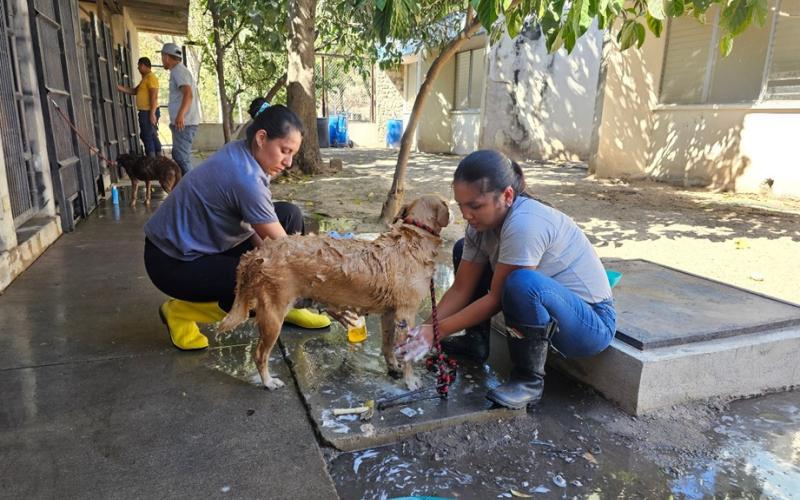 Cuidado y rehabilitación de perros en custodia temporal