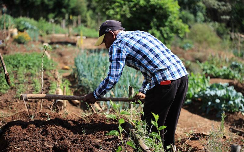Cuidados para que la siembra directa prospere