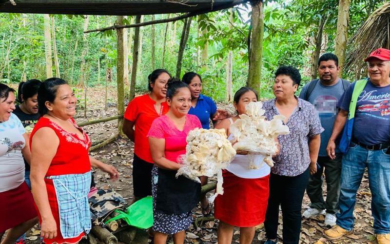 Cultivo del hongo ostra una alternativa saludable