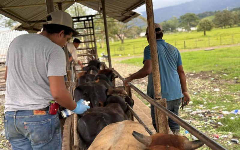 Curados más de 17 mil animales en prevención por el Gusano Barrenador del Ganado