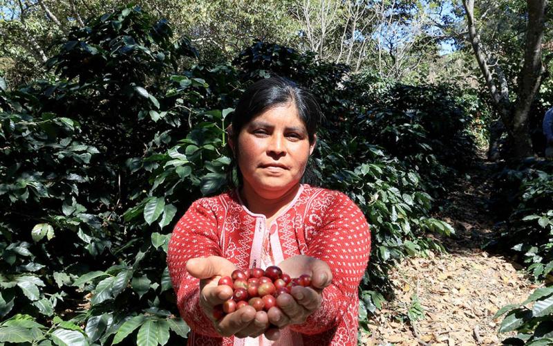 Época de cosecha del café