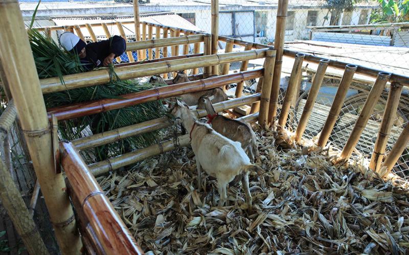El bambú apoya el desarrollo pecuario