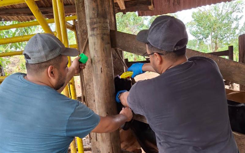 Incrementa a 32 mil 445 animales inspeccionados por Gusano Barrenador del Ganado