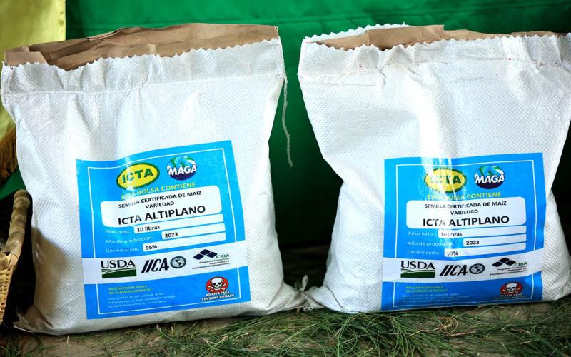 Estas son algunas de las principales características del maíz blanco ICTA-Altiplano