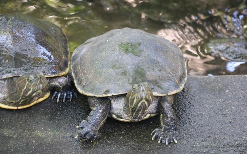Guatemala es un refugio de las tortugas marinas