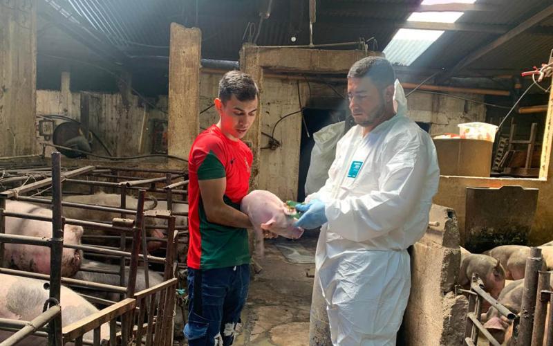 Guatemala mantiene vigilancia de Peste Porcina