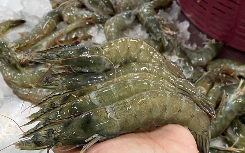 Guatemala ya puede exportar camarón a Nicaragua