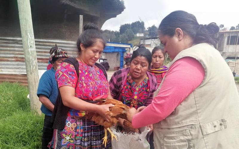 Implementan estrategia de prevención de la influenza aviar