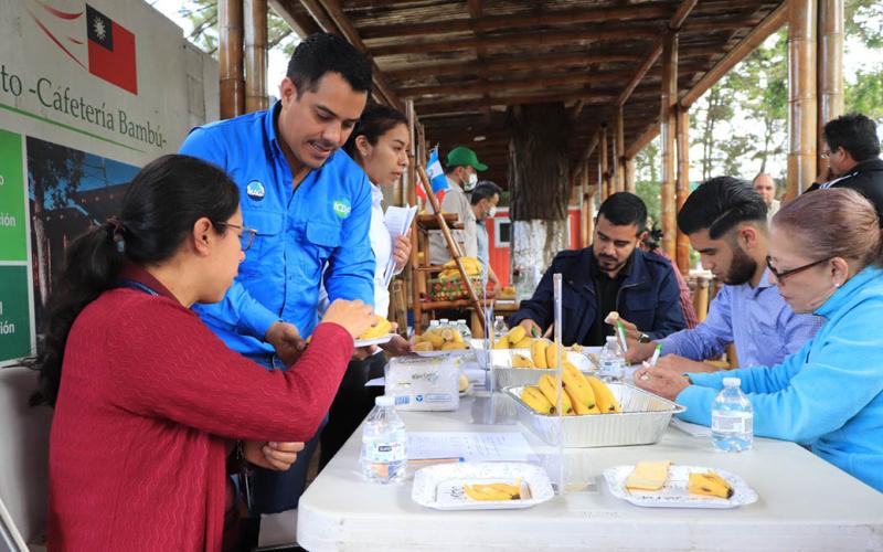 Alternativa de producción: Introducen variedad de banano resistente al Fusarium R4T