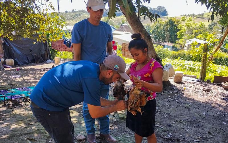 Jornada de vacunación de aves de traspatio en Santa Ana