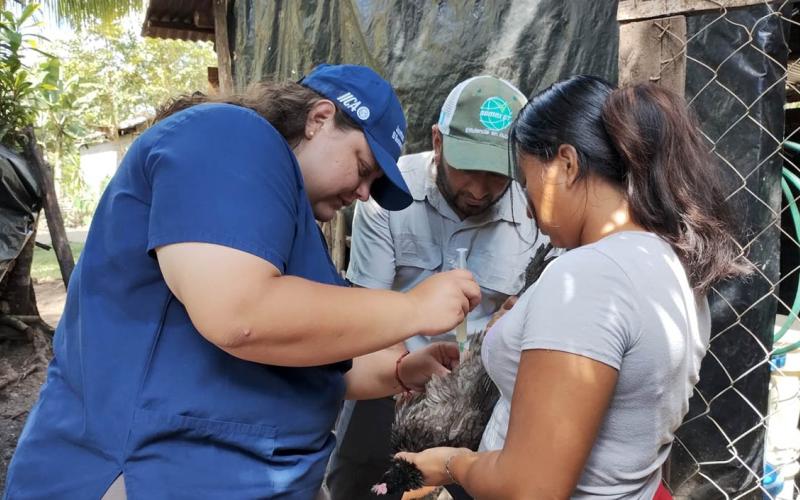 Jornada de vacunación dirigida de aves de traspatio en San José, Petén