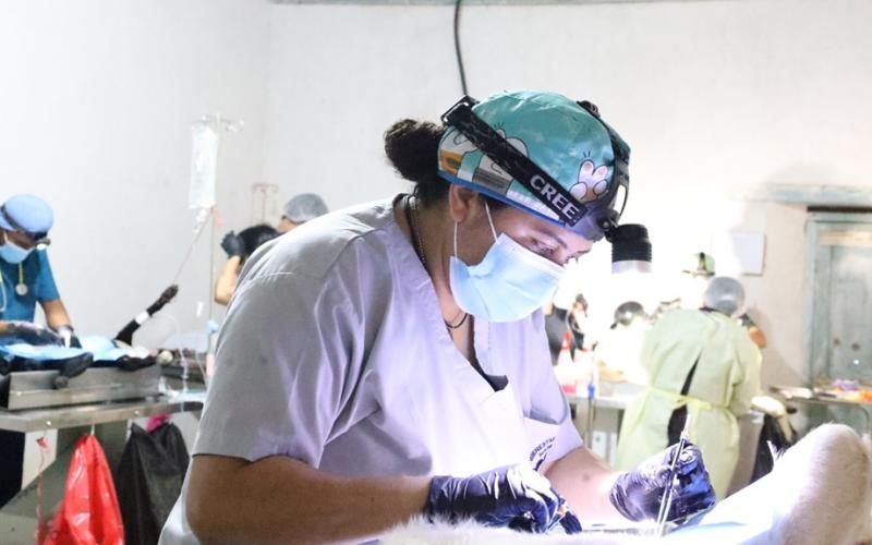 La esterilización evita la sobrepoblación animal