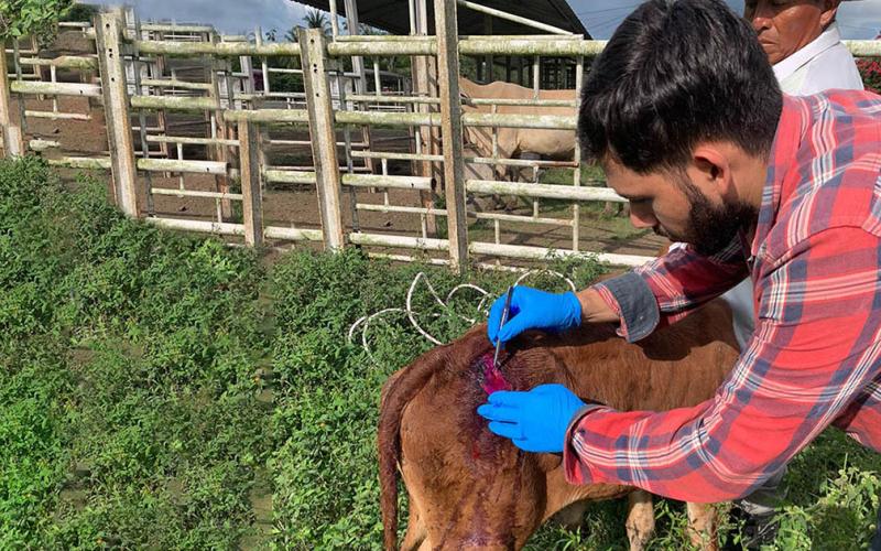 La prevención es clave para controlar al Gusano Barrenador del Ganado 