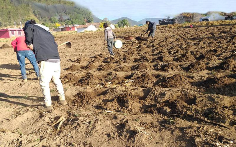 Las buenas prácticas agrícolas mejoraran el rendimiento del maíz ICTA-Altiplano