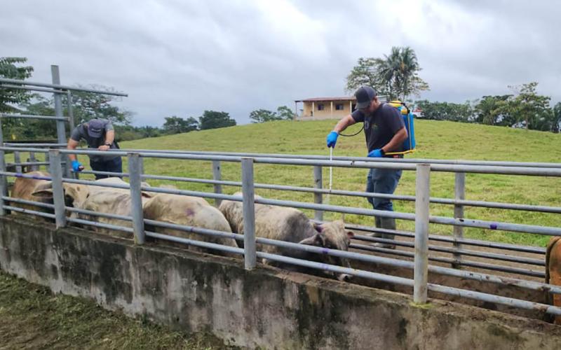 Liberan 46 millones de moscas estériles en una semana