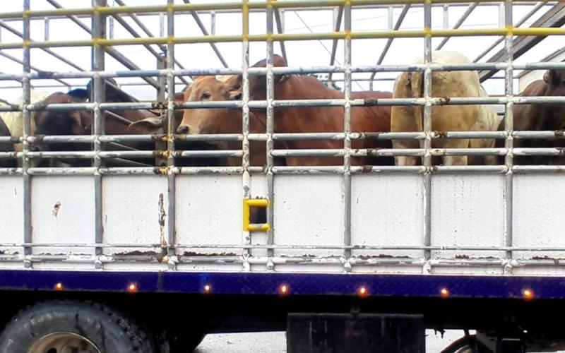 Liberan otros 46.1 millones de moscas estériles para prevenir el Gusano Barrenador del Ganado