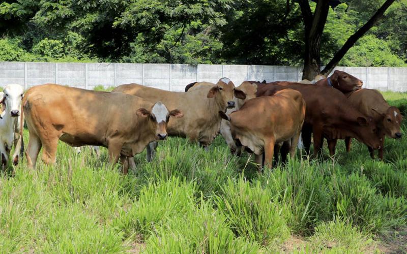 Mayoría de animales afectados por el Gusano Barrenador del Ganado son bovinos 