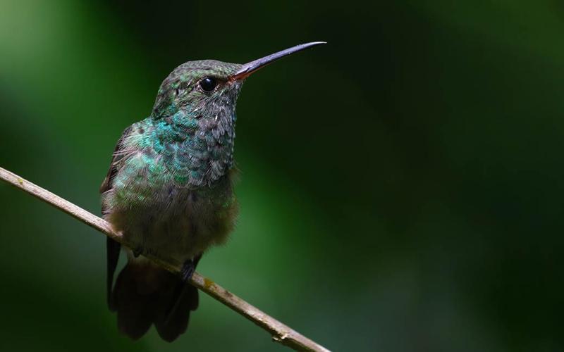 No solo las abejas son polinizadoras
