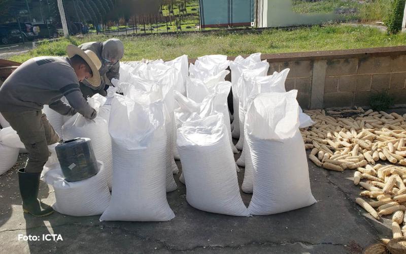 Pasaron 30 años para contar con una nueva variedad de maíz blanco