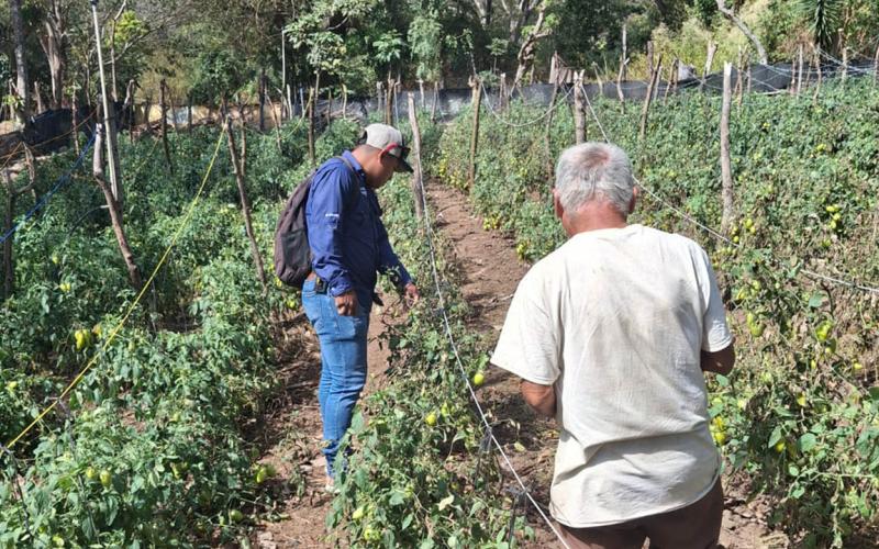 Pequeño agricultor amplía sus conocimientos para mejorar su producción de tomate