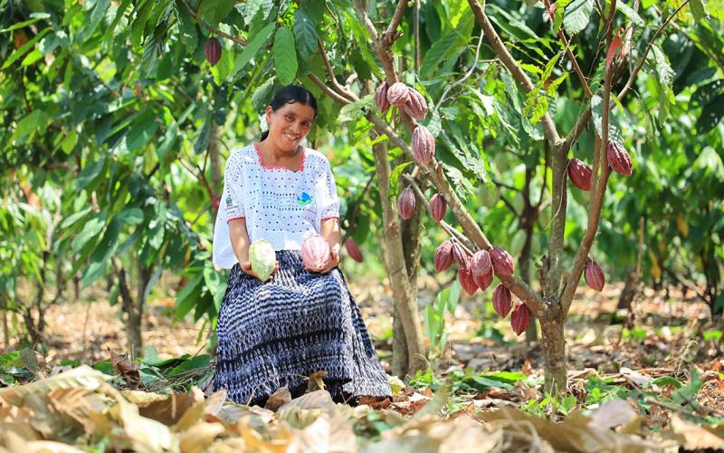 Producción de plantas de cacao para preservar un alimento milenario