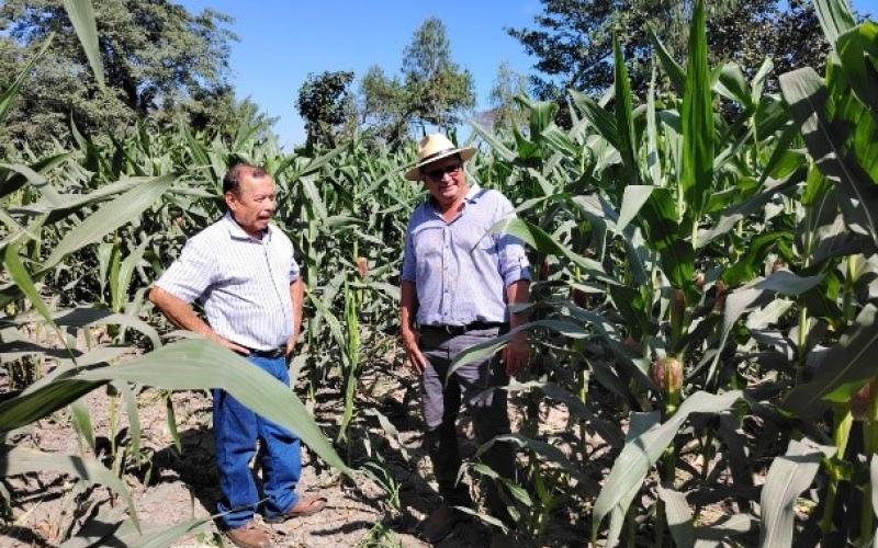Productores de Tiquisate beneficiados con semilla y asistencia técnica