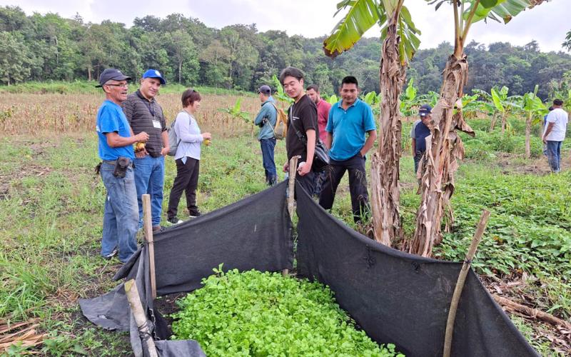 Productores fortalecen su participación en la alimentación escolar en Petén