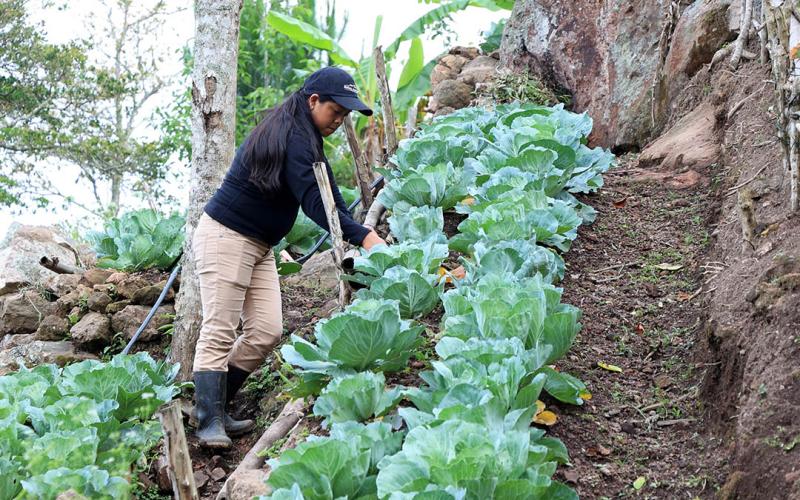 Qué es y para qué sirve la agroecología