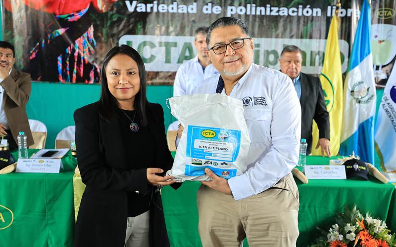 Realizan lanzamiento de variedad de maíz blanco ICTA-Altiplano