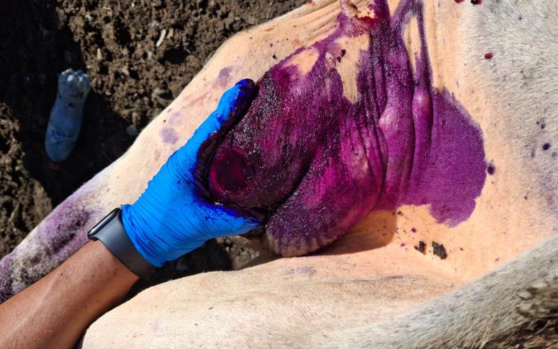 Refuerzan acciones preventivas en combate al Gusano Barrenador del Ganado