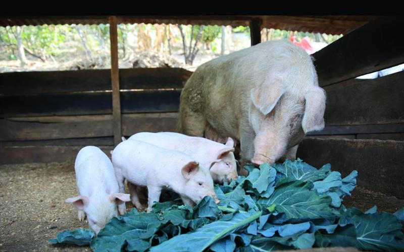 Registros y procesos digitales avances claves en la ruta para declaración de país libre de Peste Porcina Clásica