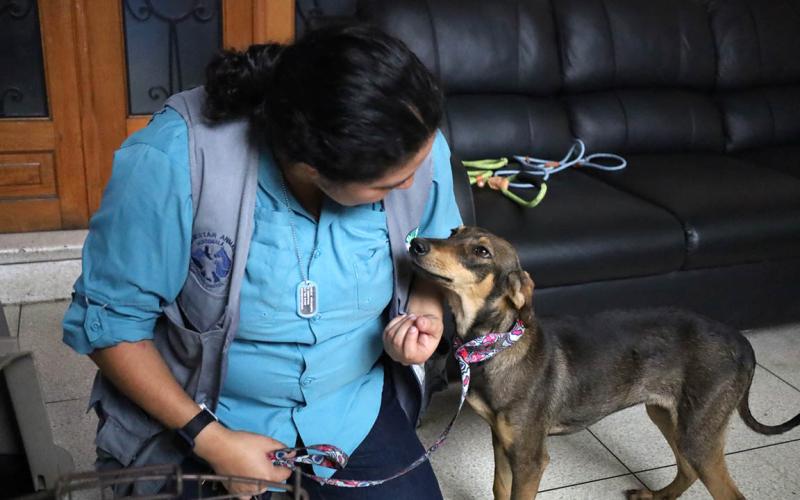 Resguardan a nueve perros que eran maltratados en San Pedro Pinula, Jalapa