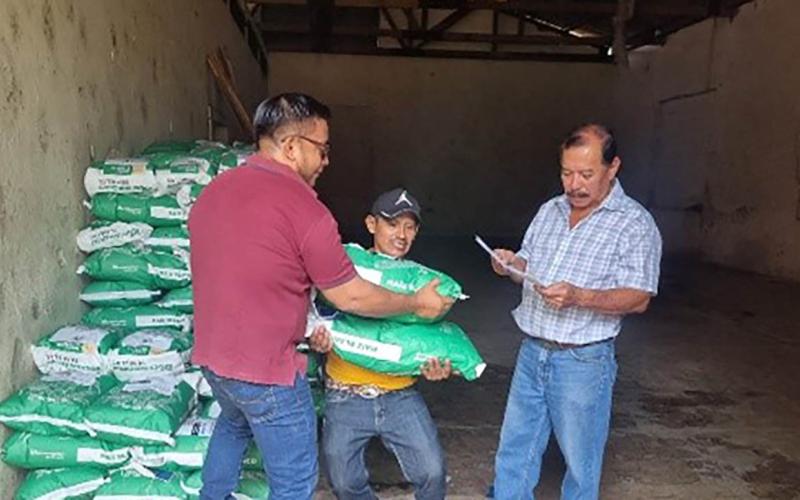 Semilla de maíz fortalecerá producción de Suchitepéquez