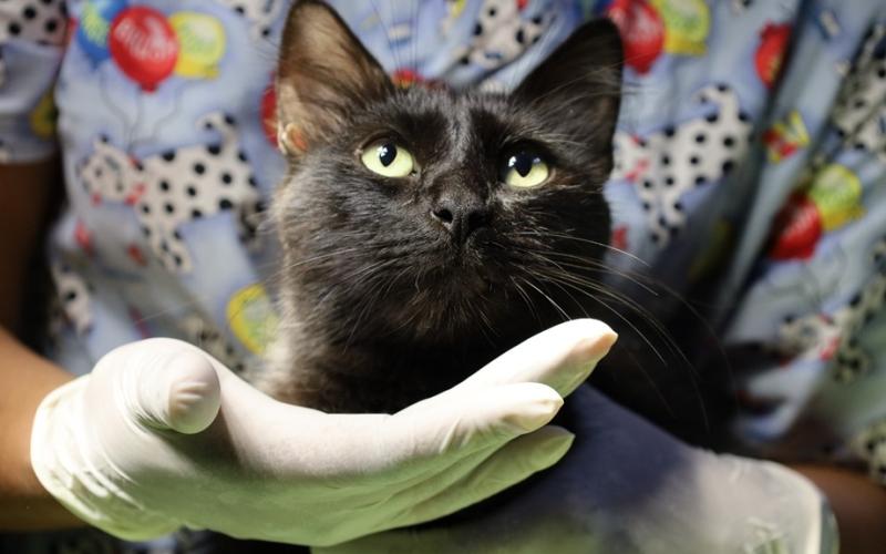 Un día para reflexionar acerca del cuidado y protección de los gatos